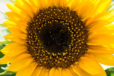 Macro shot of sunflower