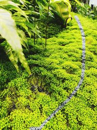 Close-up of fern