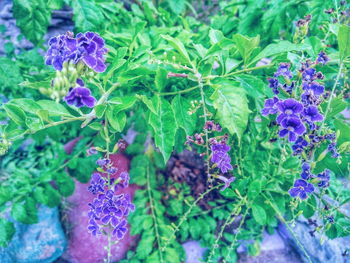 Close-up of purple flowers