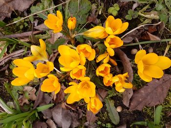 Close-up of yellow flowers