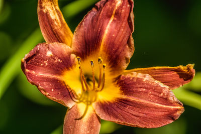 Close-up of day lily blooming outdoors