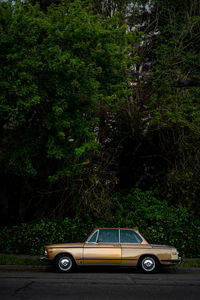 Car on road in forest