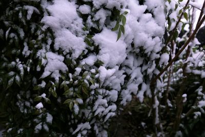 Close-up of frozen tree during winter