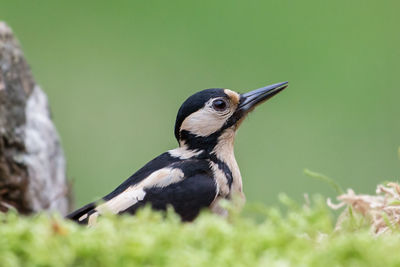 Great spotted woodpecker closeup, dendrocopos major,scotland