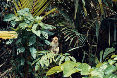 Cat on tree