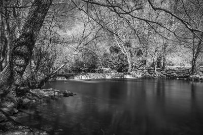 Scenic view of lake in forest