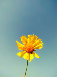 Close-up of yellow flower against clear sky