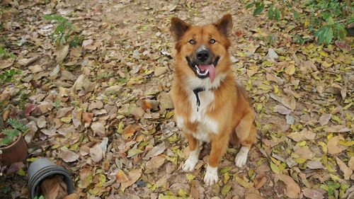 Portrait of dog standing on field during autumn