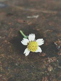 High angle view of white flowering plant