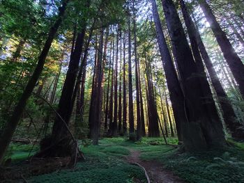 Low angle view of trees in forest