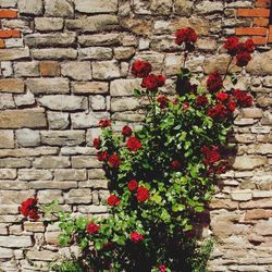 Pink flowers blooming on brick wall
