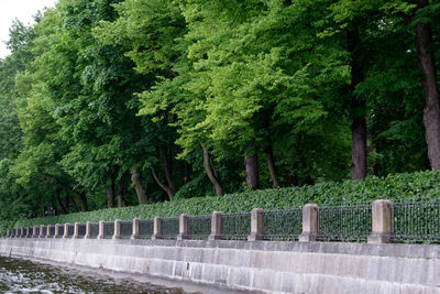 Trees in park