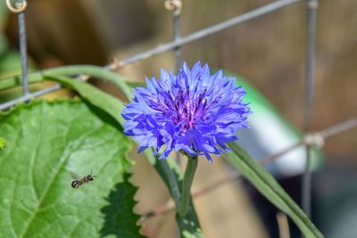 Close-up of insect on purple flower