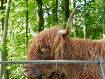 Highland cow in a forest