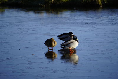 Ducks swimming in lake