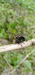 Close-up of insect on wood