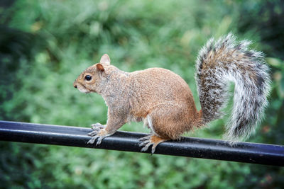 Close-up of squirrel on railing