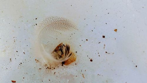 High angle view of shells on beach
