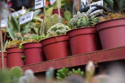 Close-up of potted plant for sale in market