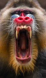 Big mouth of male mandrill monkey