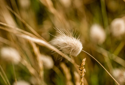 Close-up of dandelion growing in field