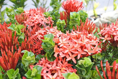 Close-up of red flowering plants