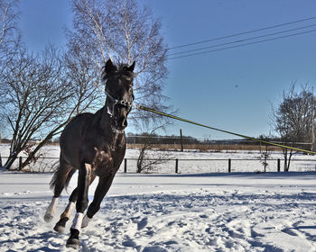 Horse on snow against sky