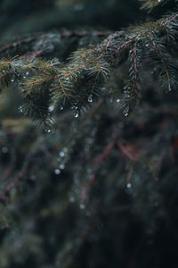 Close-up of wet pine tree during winter