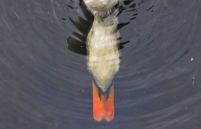 High angle view of swan swimming in lake