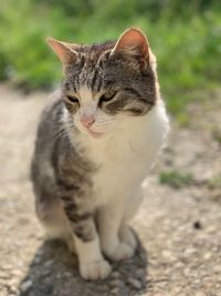 Close-up of a cat