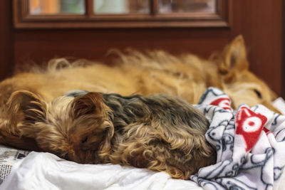 Dogs slepping in the same bed with blanket