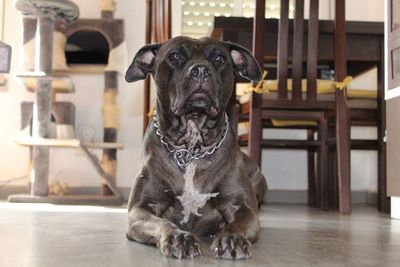 Portrait of dog sitting on floor