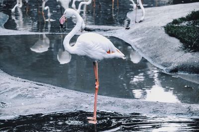 Close-up of bird perching on lake