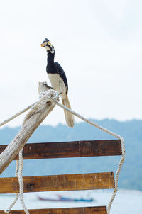 Bird perching on a railing against clear sky