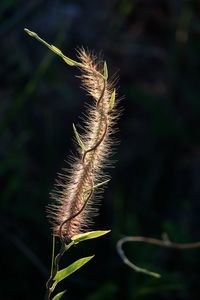 Close-up of plant growing outdoors