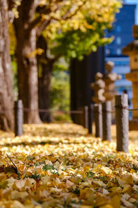 Close-up of autumn leaves  in park