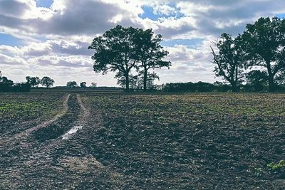 Scenic view of agricultural field against sky