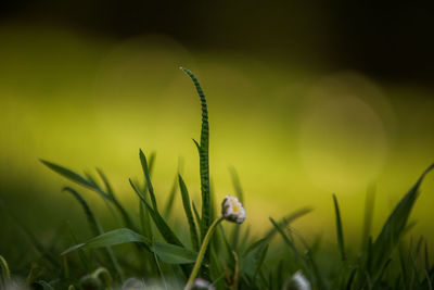 Close-up of green plant on field