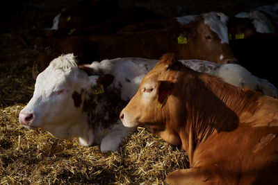 Cows in a field