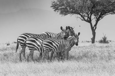 Three zebras in the field, small, smaller, smallest
