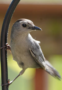 Close-up of bird perching on branch