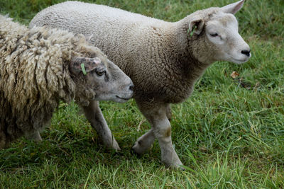 Sheep in a field