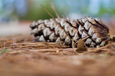Close-up of pine cone on ground in forest