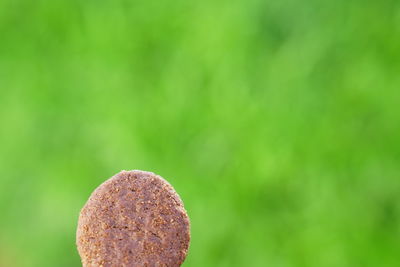 Close-up of bread on plant