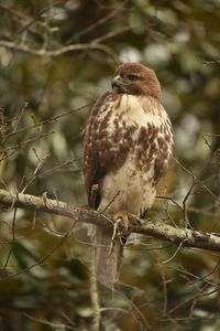 Close-up of hawk perching on branch