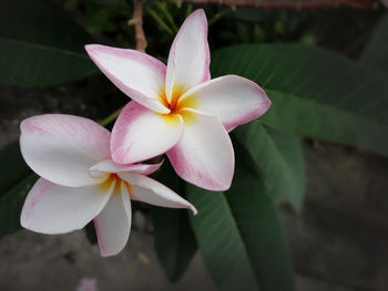 Close-up of pink flower blooming outdoors