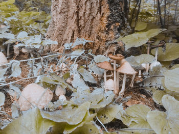 Close-up of mushrooms growing on tree trunk