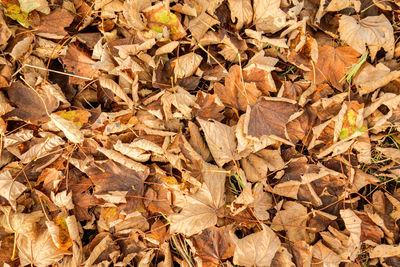 Full frame shot of dry maple leaves