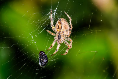 Close-up of spider on web