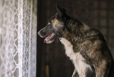 Close-up of a dog looking away